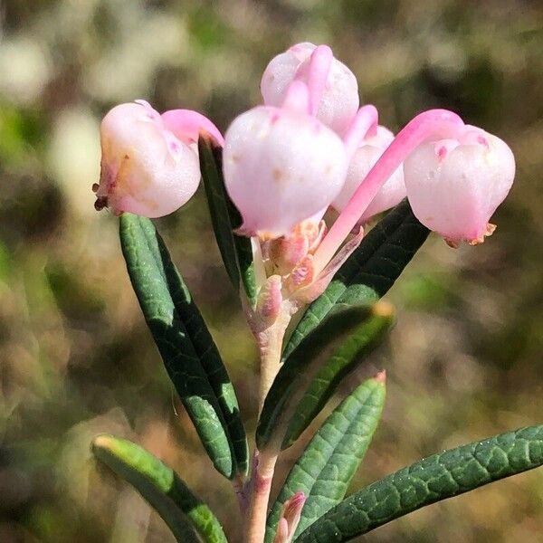 Andromeda polifolia Цвят