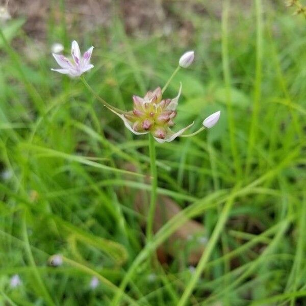 Allium canadense Floro