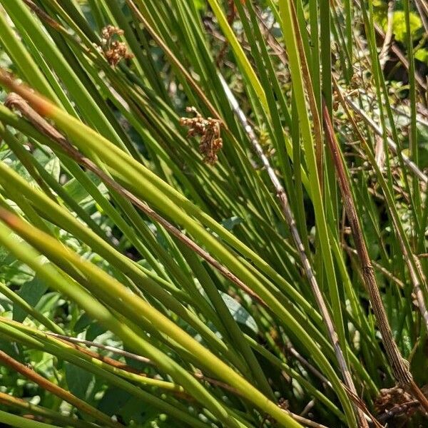 Juncus effusus Levél