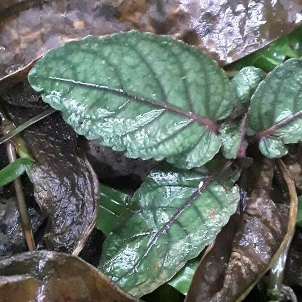 Hemigraphis alternata Feuille