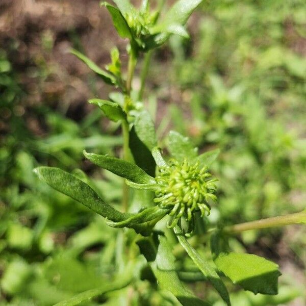 Grindelia squarrosa 葉