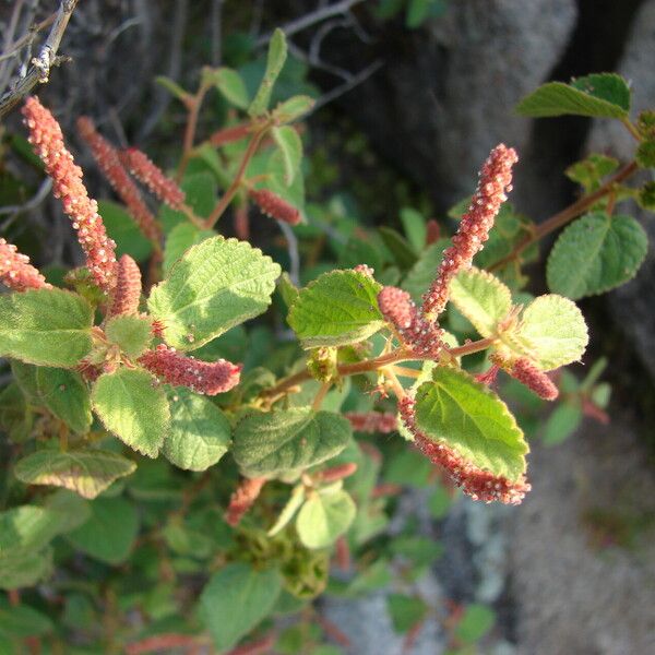 Acalypha californica Flower