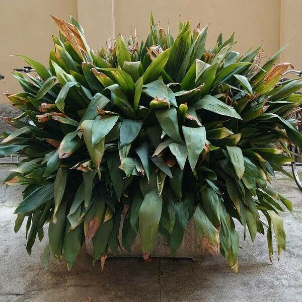 Aspidistra elatior Hábito