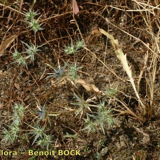 Eryngium galioides Staniste