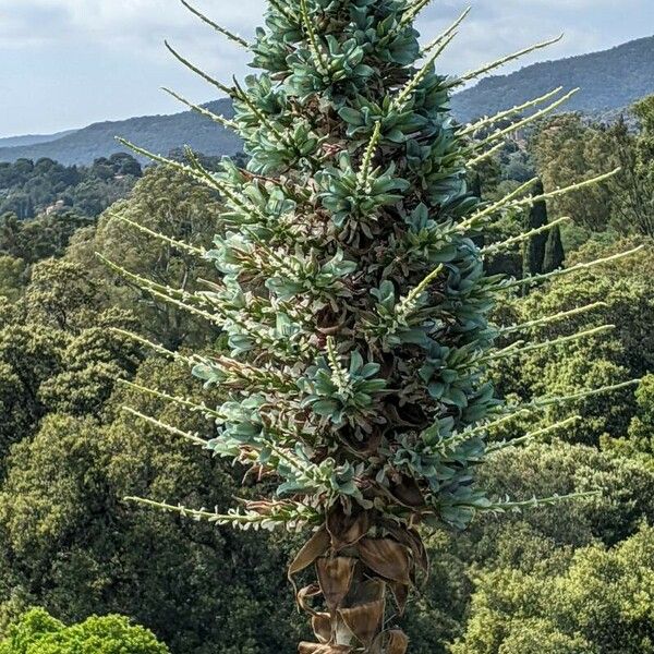 Puya alpestris Blodyn