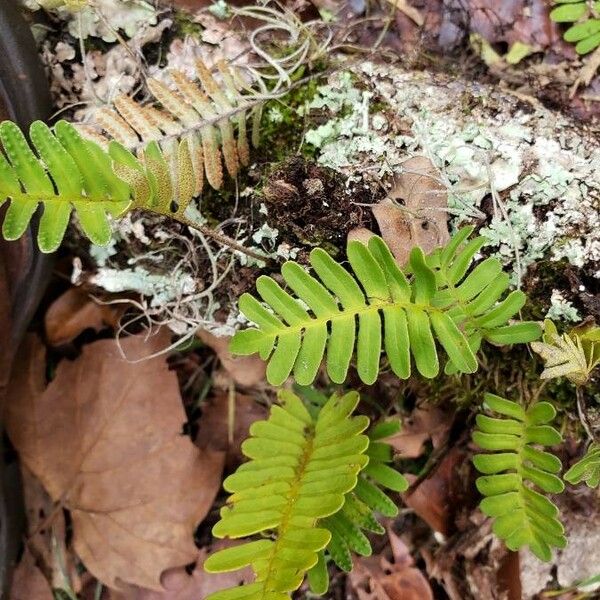 Polypodium virginianum Лист