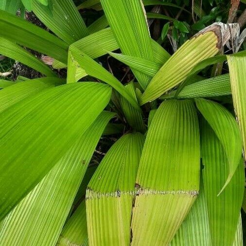 Curculigo capitulata Blad