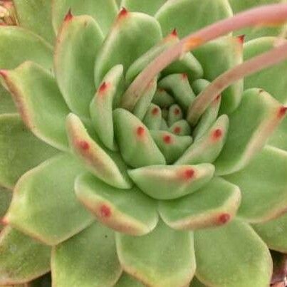 Echeveria colorata List