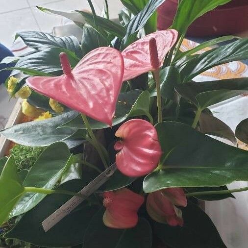 Anthurium andraeanum ᱵᱟᱦᱟ