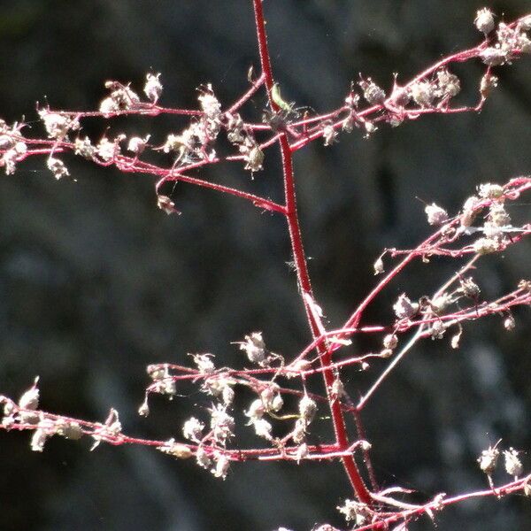 Heuchera rubescens Cvet