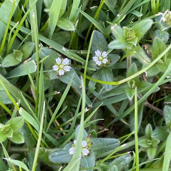 Cerastium fontanum Blüte