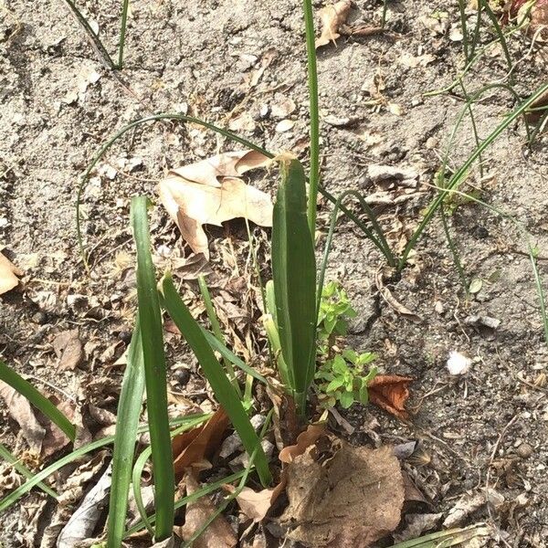 Allium neapolitanum Leaf