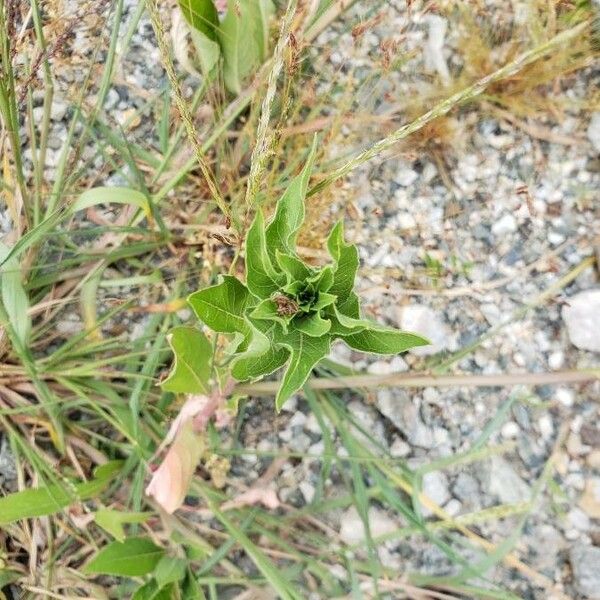 Asclepias viridis Deilen