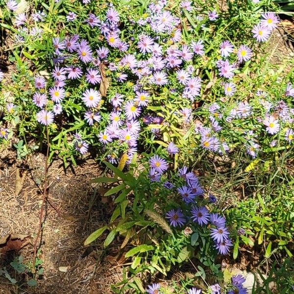 Symphyotrichum oblongifolium फूल