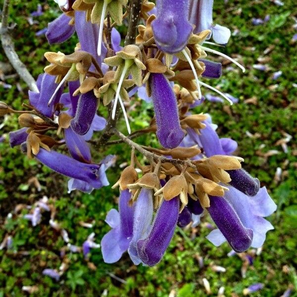 Paulownia tomentosa Blomst