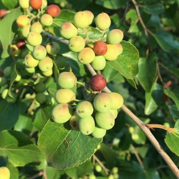 Ziziphus mucronata Fruit