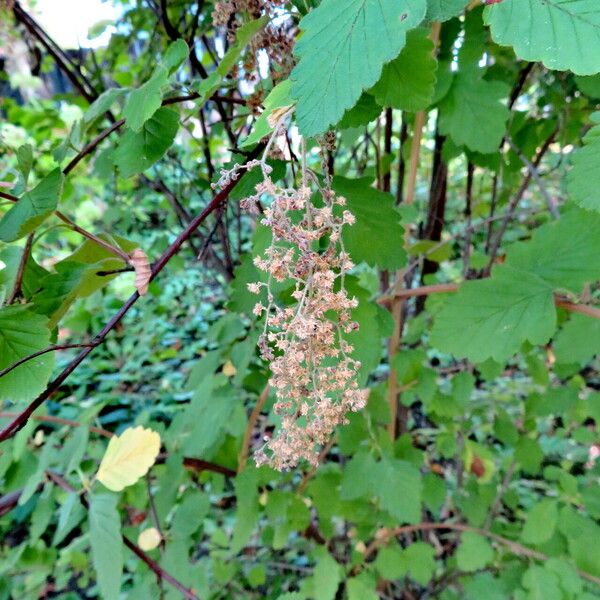 Holodiscus discolor Květ