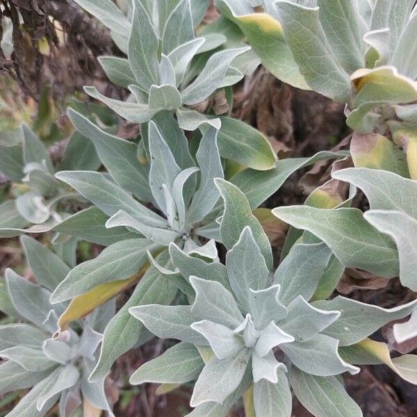 Helichrysum melaleucum Folio