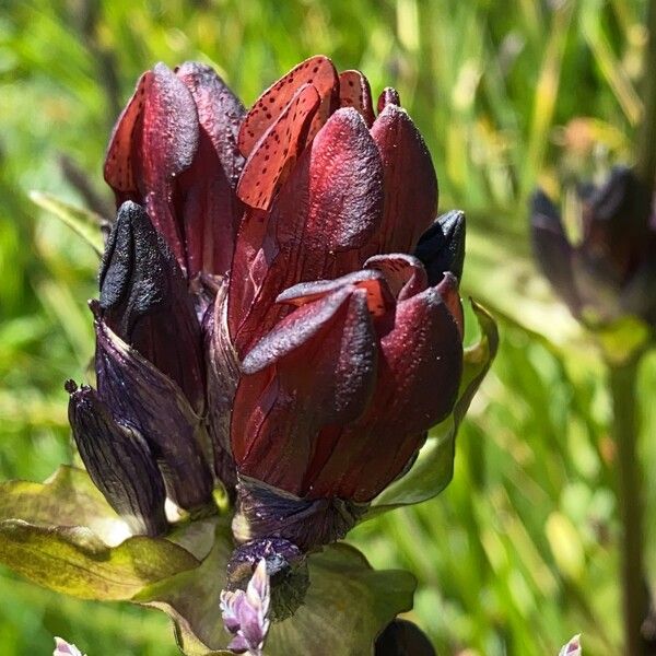 Gentiana purpurea Kwiat