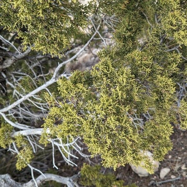 Juniperus monosperma Leaf