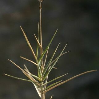 Aeluropus littoralis Plante entière