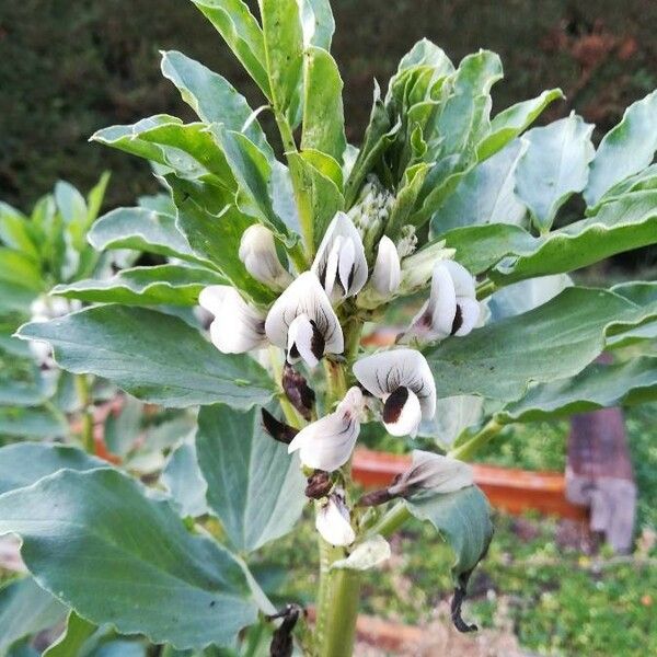 Vicia faba 花