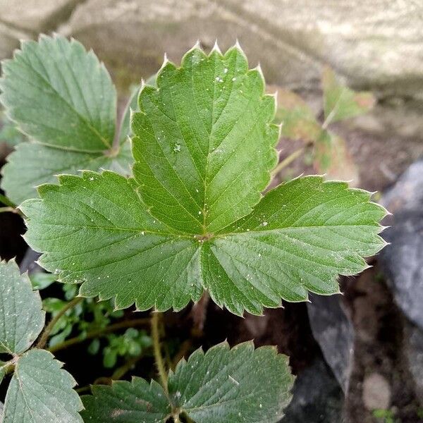 Fragaria vesca Leaf