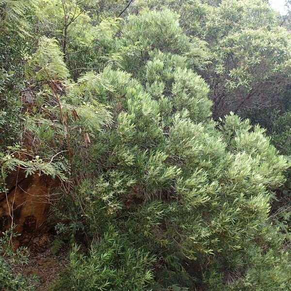 Osmanthus austrocaledonicus Habitus