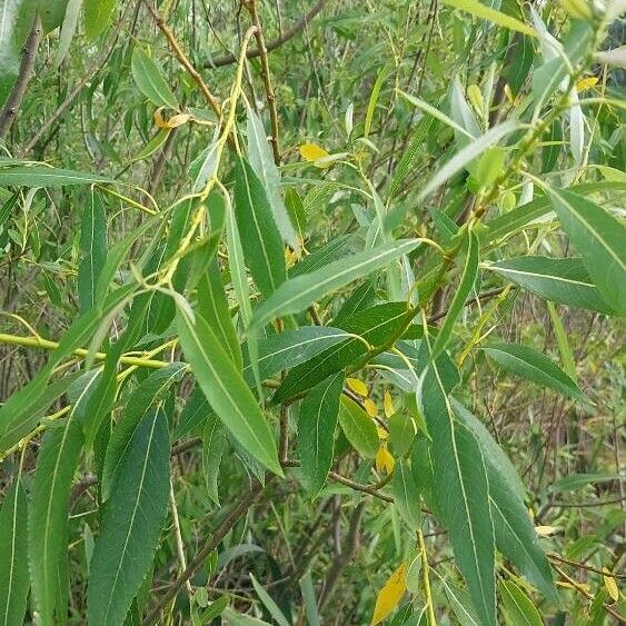 Salix triandra برگ