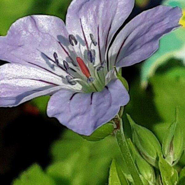 Geranium nodosum Flower