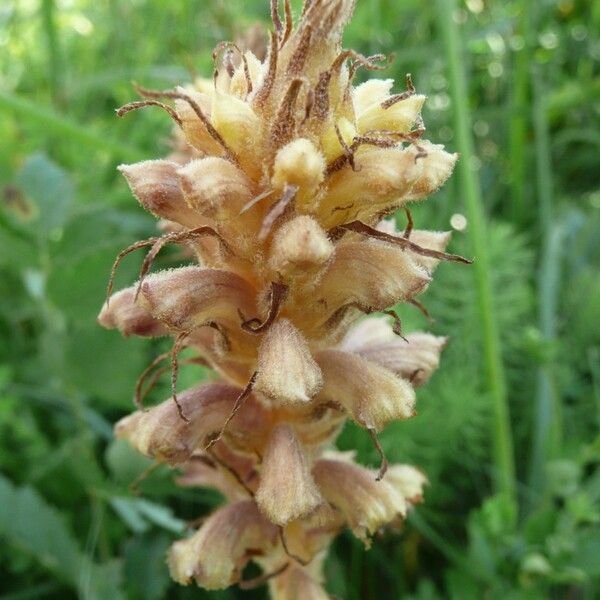 Orobanche alsatica Blüte