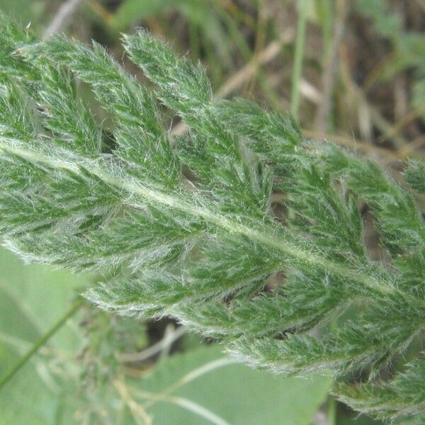 Achillea pannonica Blad