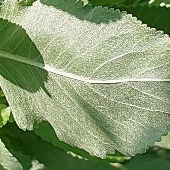 Tanacetum balsamita Leaf