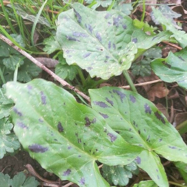 Arum maculatum List