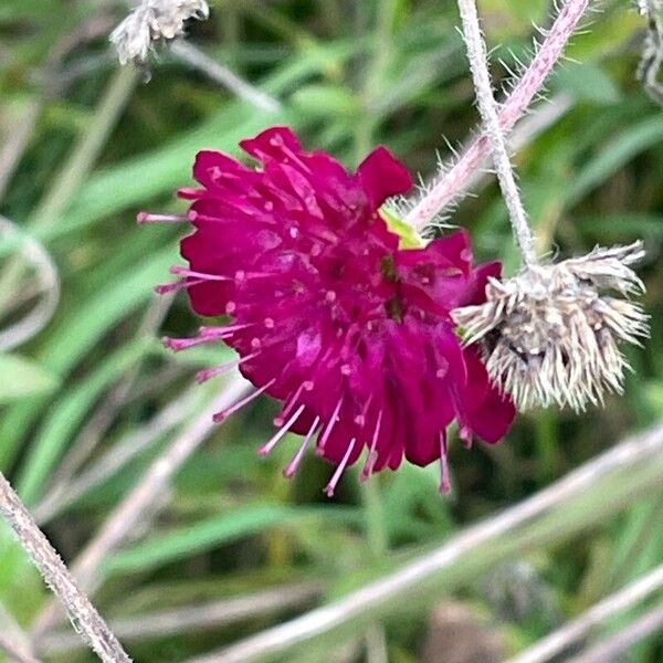 Knautia macedonica Bloem