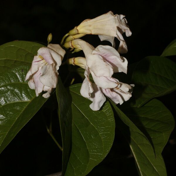 Bignonia aequinoctialis Flor