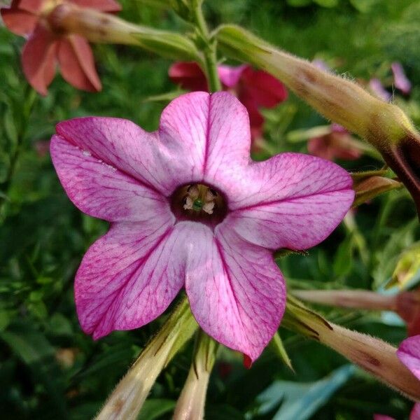 Nicotiana alata Цветок