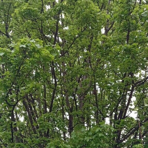 Acer campestre Natur