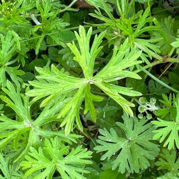 Geranium pusillum Leaf