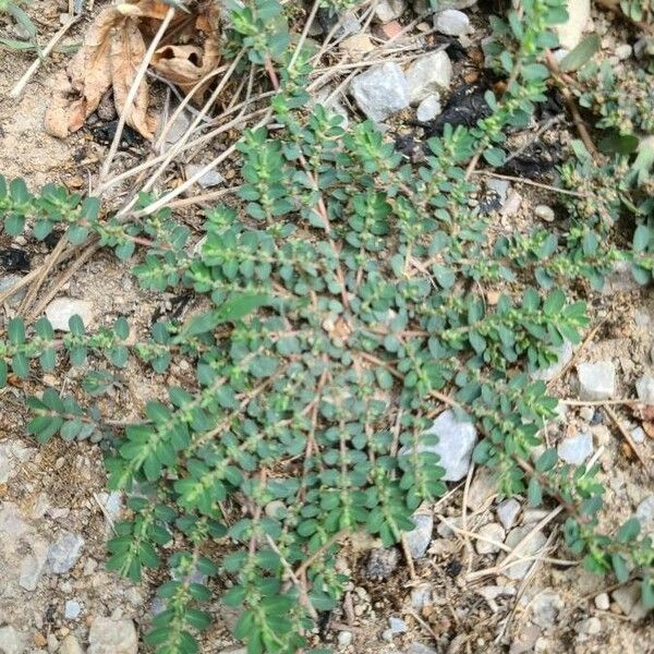 Euphorbia prostrata Feuille