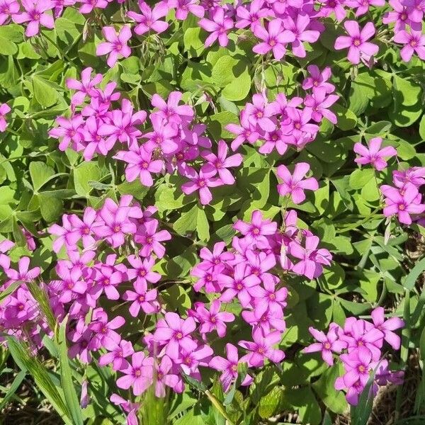 Oxalis debilis Blomst