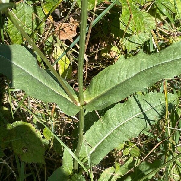 Dipsacus fullonum Foglia