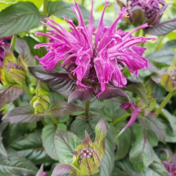 Monarda fistulosa Çiçek