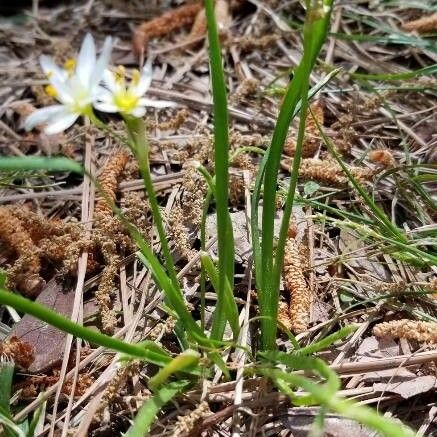 Nothoscordum bivalve List