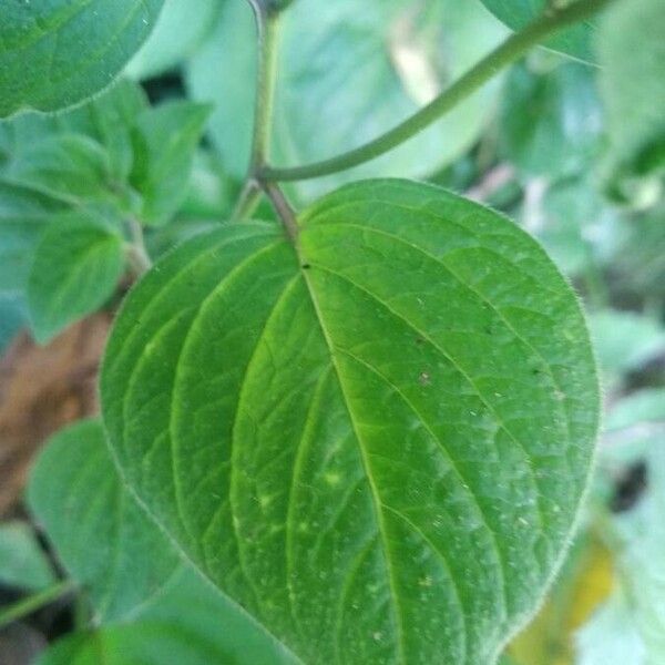 Browallia americana Leaf