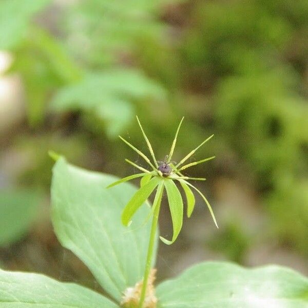 Paris quadrifolia 花