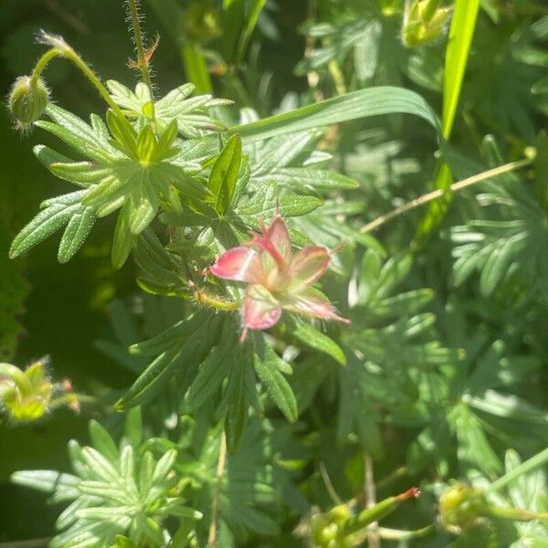 Geranium sanguineum Leaf