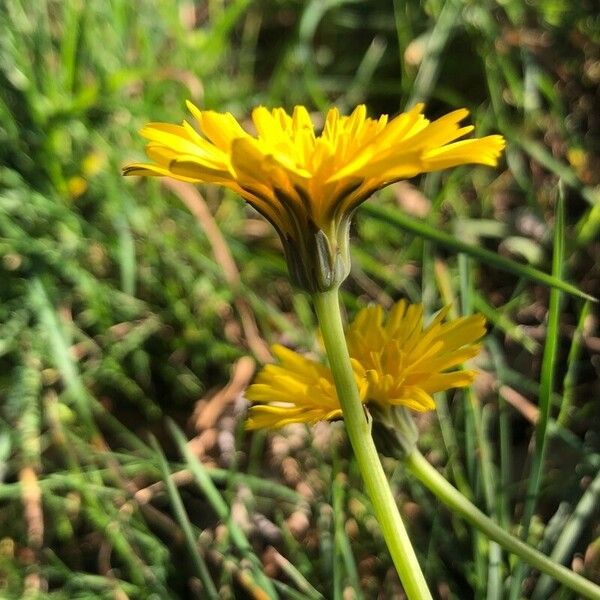 Scorzoneroides autumnalis Flor