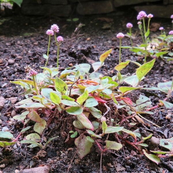 Persicaria nepalensis Хабит