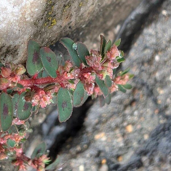 Euphorbia maculata फूल